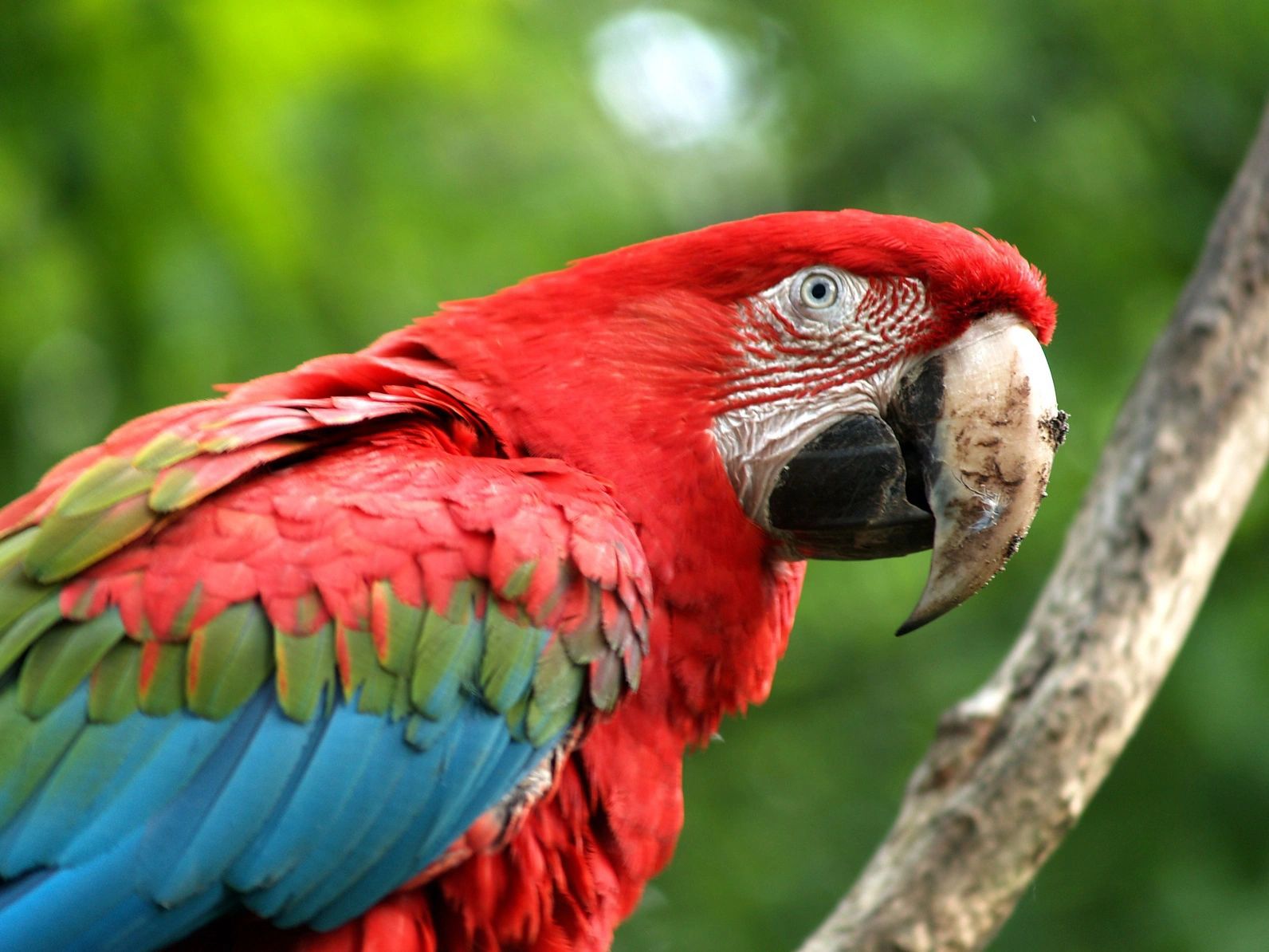 Macaws in the Illegal Wildlife Trade